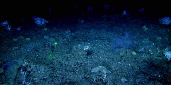 El buque oceanográfico Miguel Oliver estudia el Golfo de Cádiz.