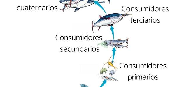 Las cadenas tróficas de los ecosistemas