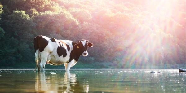 Vaca en el agua