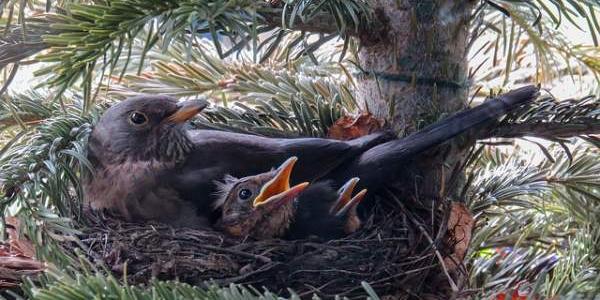 Crías de aves de bosques