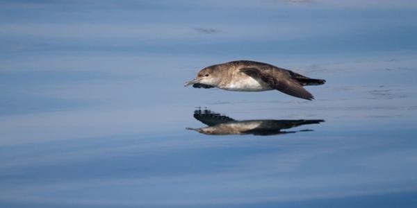 Pardela Balear, ave marina afectada por el cambio climático