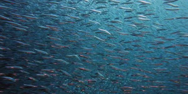 El cambio climático y sus implicaciones en la biodiversidad marina