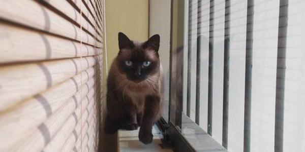 Un pequeño felino se anima a caminar por la ventana de su casa