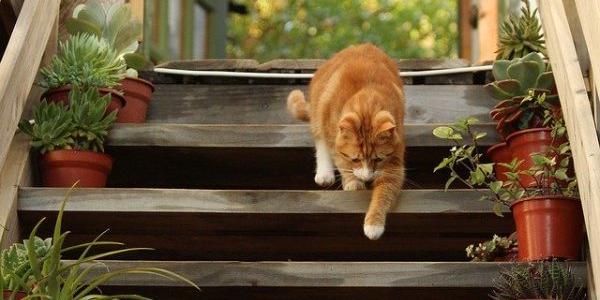 Un gato descendiendo escaleras. Caminar, algo que todos podemos hacer
