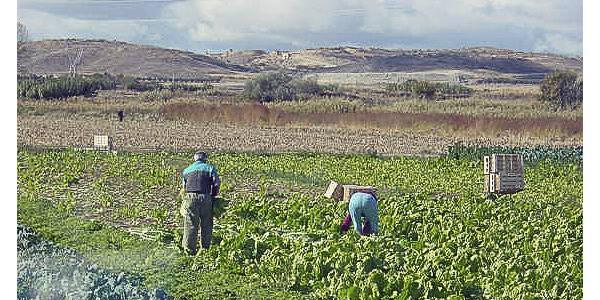 Campo agrícola en la Comunidad de Madrid 