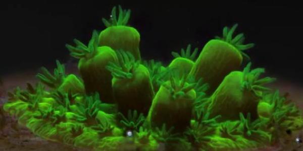 Restauración de arrecifes de coral con tecnología de imagen