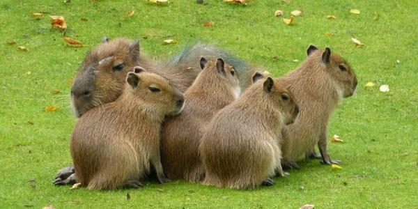 Las capibaras en América del Sur
