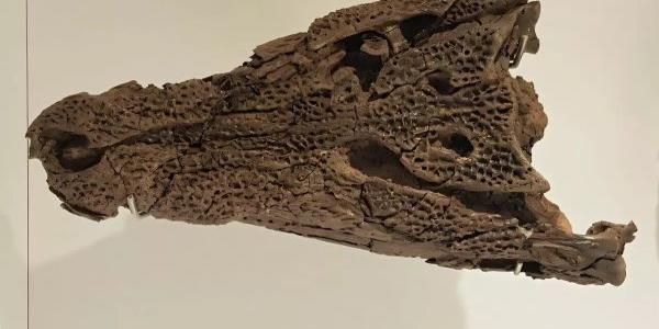 Huevos fósiles de cocodrilos extintos