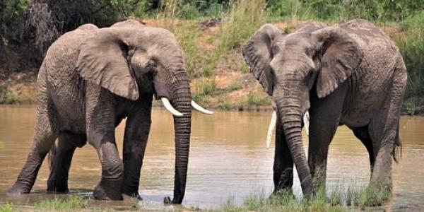 Elefantes africanos/Pixabay