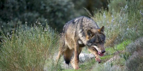 Recurso a la caza de lobo ibérico