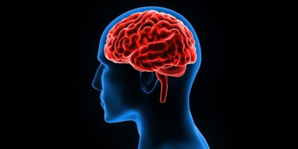 Imagen del cerebro en una silueta humana 