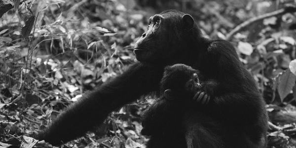 El Chimpancé con su bebé