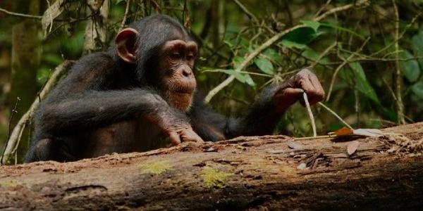 Un chimpancé salvaje usa una herramienta con palo