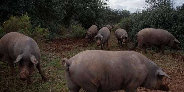 aranceles al cerdo europeo