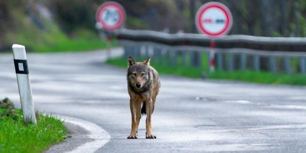 Lobo en la carretera