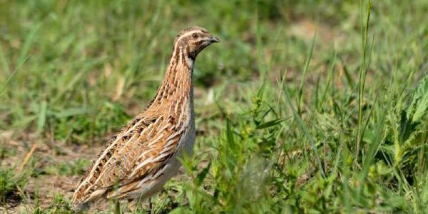 Una codorniz común tranquilamente en el campo