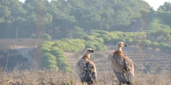 Aves que colisionan con estas instalaciones.