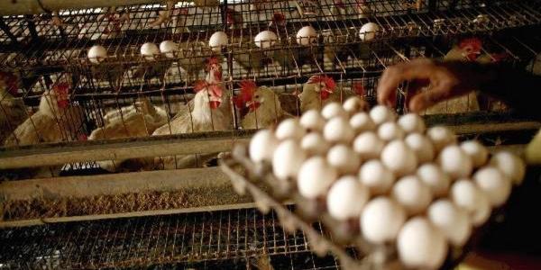 A consulta la nueva normativa europea de comercialización aves y huevos