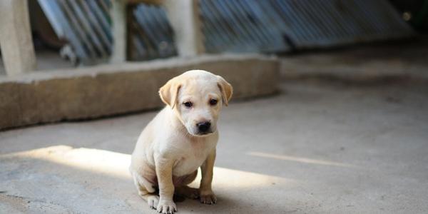 Cachorro de perro 