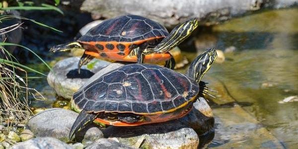 Tortugas tomando el sol