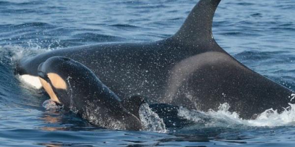 Una orca con su cría 