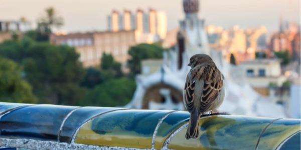La contaminación acústica afecta a los pájaros