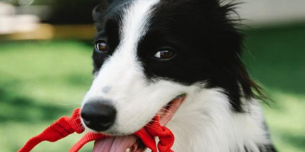 Perros y collares