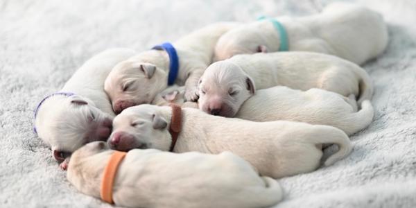 Perritos recién nacidos de color blanco