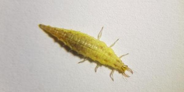 Crisopa verde
