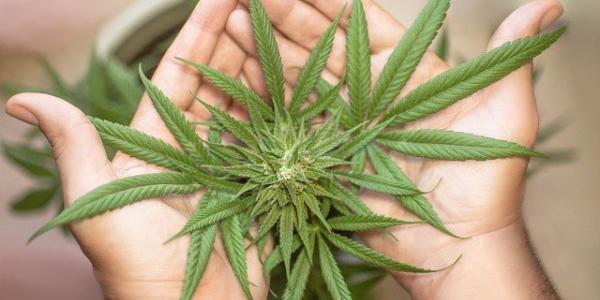 Unas hojas de cannabis 