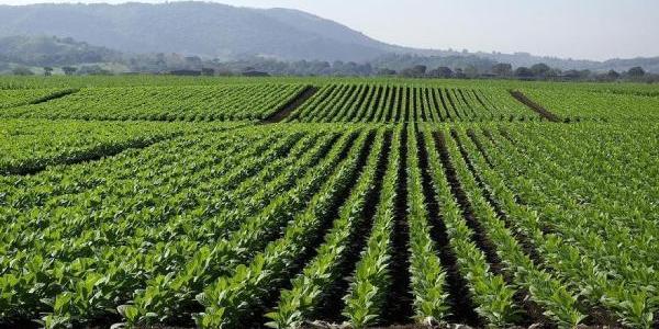 Cultivo de tabaco