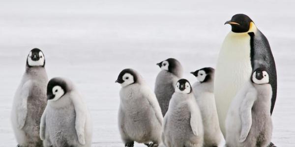 Crías adorables de pingüinos