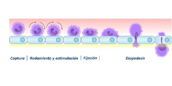 Hablamos del Déficit de adhesión leucocitaria 3