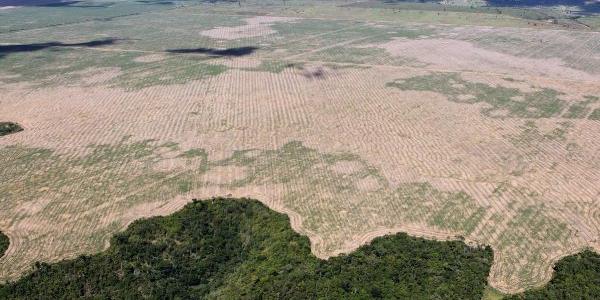 Reglamento de la UE sobre productos libres de deforestación