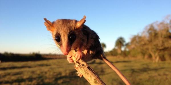 Zarigüeya ratón en un área deforestada del Bosque Atlántico al este de Paraguay