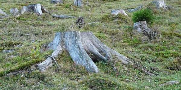 La deforestación de un bosque es desoladora