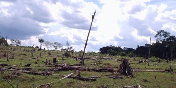 Ejemplo de deforestacion