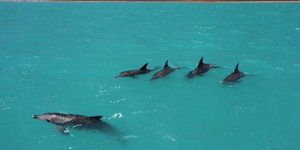 Delfines nadando en grupo