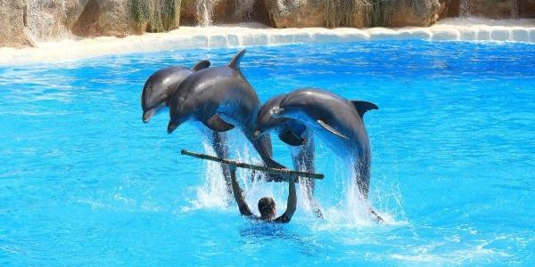 Delfines en plena actuación
