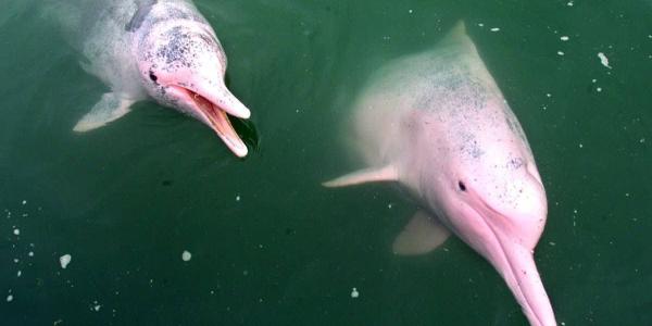 Disminuyen las especies de delfines en Hong Kong por el ruido