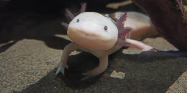 Ajolote