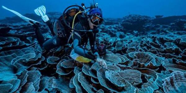 La misión científica de las Naciones Unidas descubre un enorme arrecife de coral