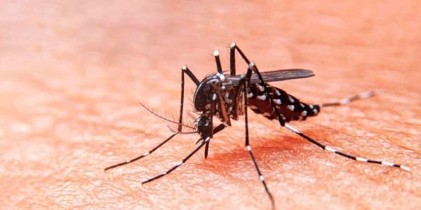 Mosquito que provoca el Dengue