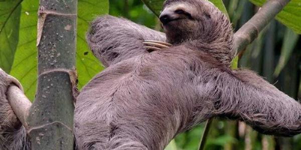 Un lindo perezoso descansando en su jornada diaria