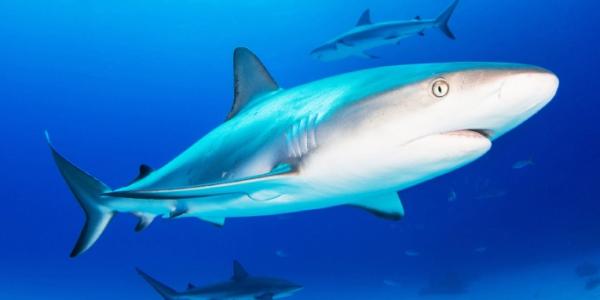 Tiburones