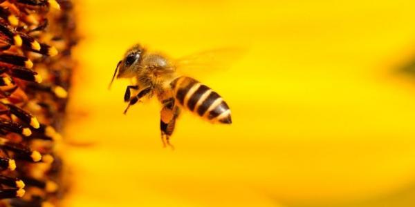 Abejas, un insecto muy necesario