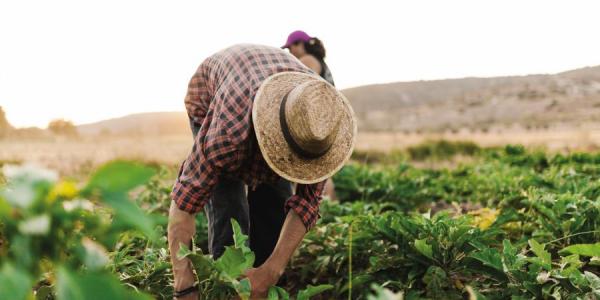 Agricultor trabajando en el campo