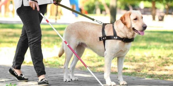 Piernas y bastón de una persona con discapacidad visual acompañada de un perro gruía