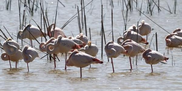 Flamencos en Doñana