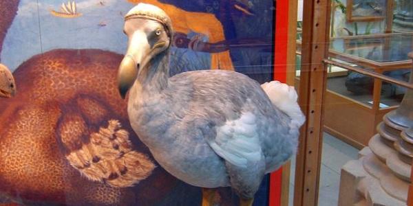 Recuperando al dodo de la extinción